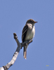 Western Wood Pewee